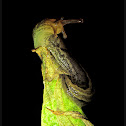 Leopard Slug