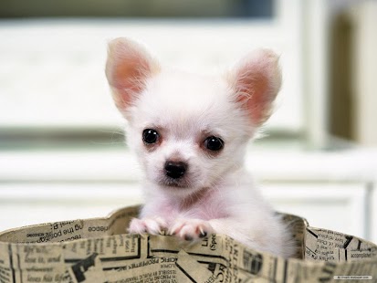 How to download Chihuahuas Wallpapers 2.0.6 mod apk for android
