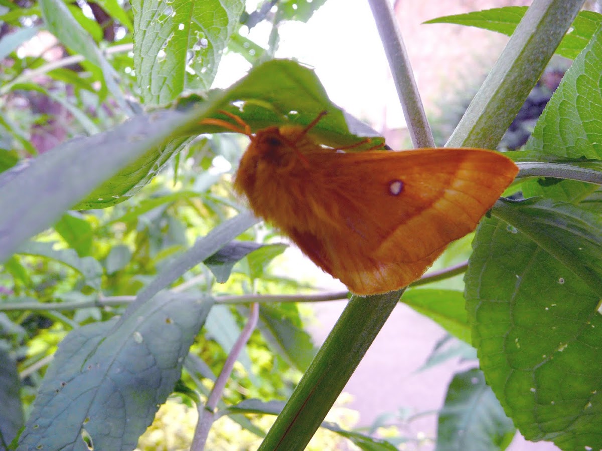 Oak Eggar