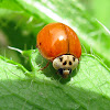 Multicolored Asian Lady Beetle - spotless form