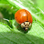 Multicolored Asian Lady Beetle - spotless form