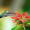 Ruby-throated Hummingbird