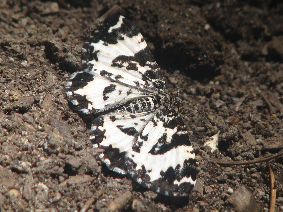 white-banded black moth