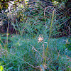 Shamrock Orb Weaver spider and web