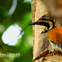 The Black-rumped Flameback