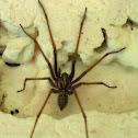 Giant House Spider
