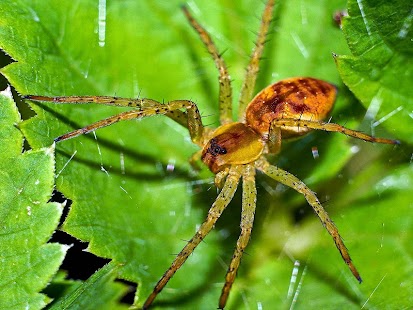Spider Wallpaper Screenshots 11