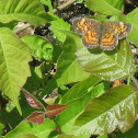 Pearl Crescent butterfly