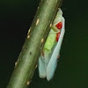 Flatid planthopper