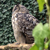 Eagle-owl / Bufo real