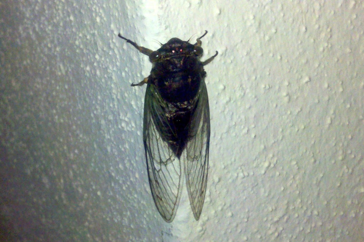 Cicada