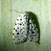 Clemensia moth