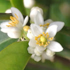 Kumquat blossom