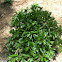 Evergreen azalea