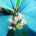 Euphorbia