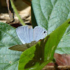 Forget-Me-Not (male)