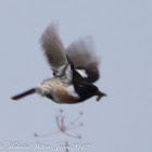 Stonechat; Tarabilla Común