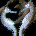 Thorny/Spiny Seahorse