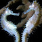 Thorny/Spiny Seahorse
