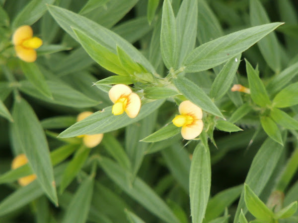 Maconha Brava Project Noah