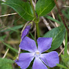 Lesser Periwinkle