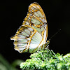 Malachite Butterfly