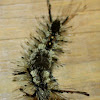 Southern Tussock Moth (caterpillar)