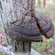 Phellinus badius - Bracket Fungi