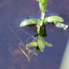 Northern Damselfly or Spearhead Bluet