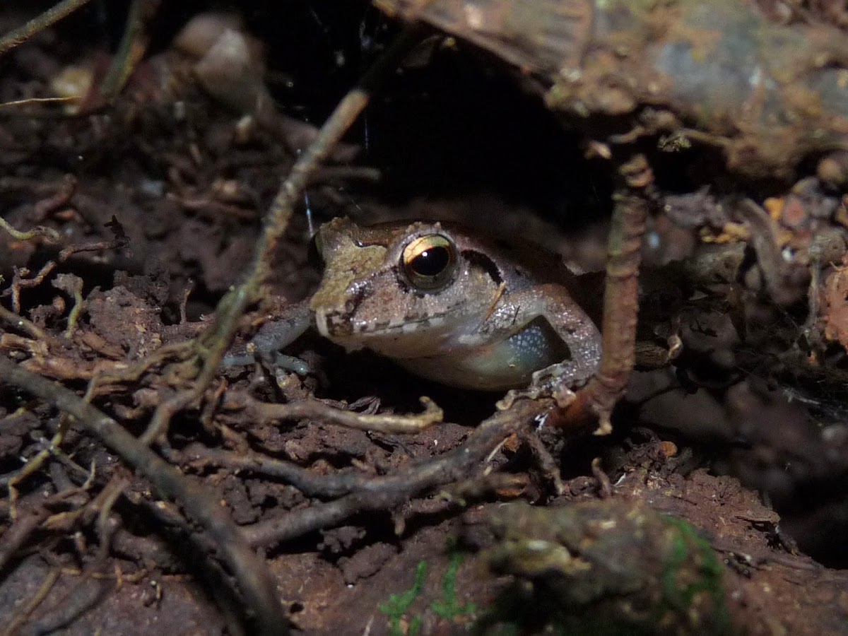 Pygmy Rain Frog