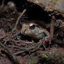 Pygmy Rain Frog