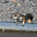 Harris Antelope Ground Squirrel
