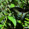 Blue Mormon