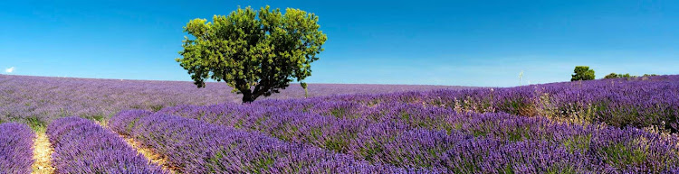 If you cruise the Mediterranean in the summer, the fragrant lavender fields of Provence, France, are a must-see.