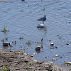 Quiltehue y polluelos, Lapwing and chicks