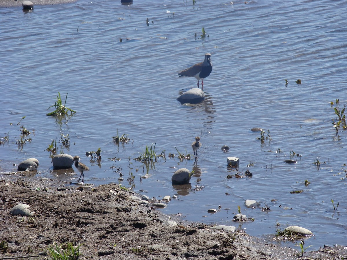 Quiltehue y polluelos, Lapwing and chicks