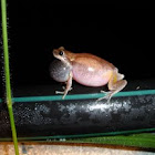 Red Tree Frog, Naked Tree Frog