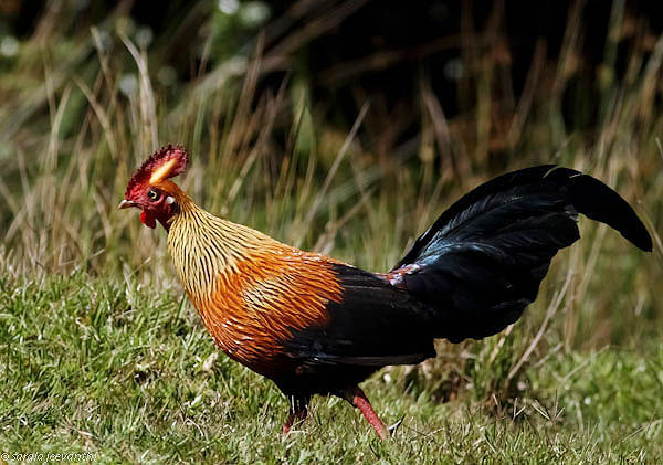 Sri Lanka Junglefowl