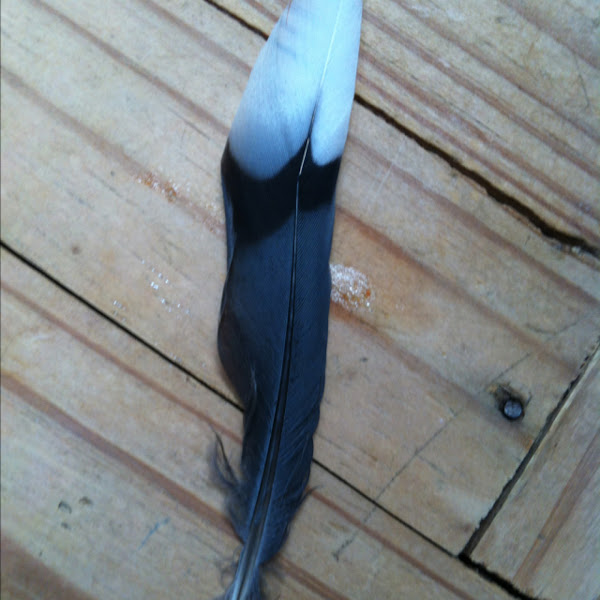 Blue jay feather Project Noah