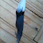 Blue jay feather