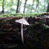 Mycena