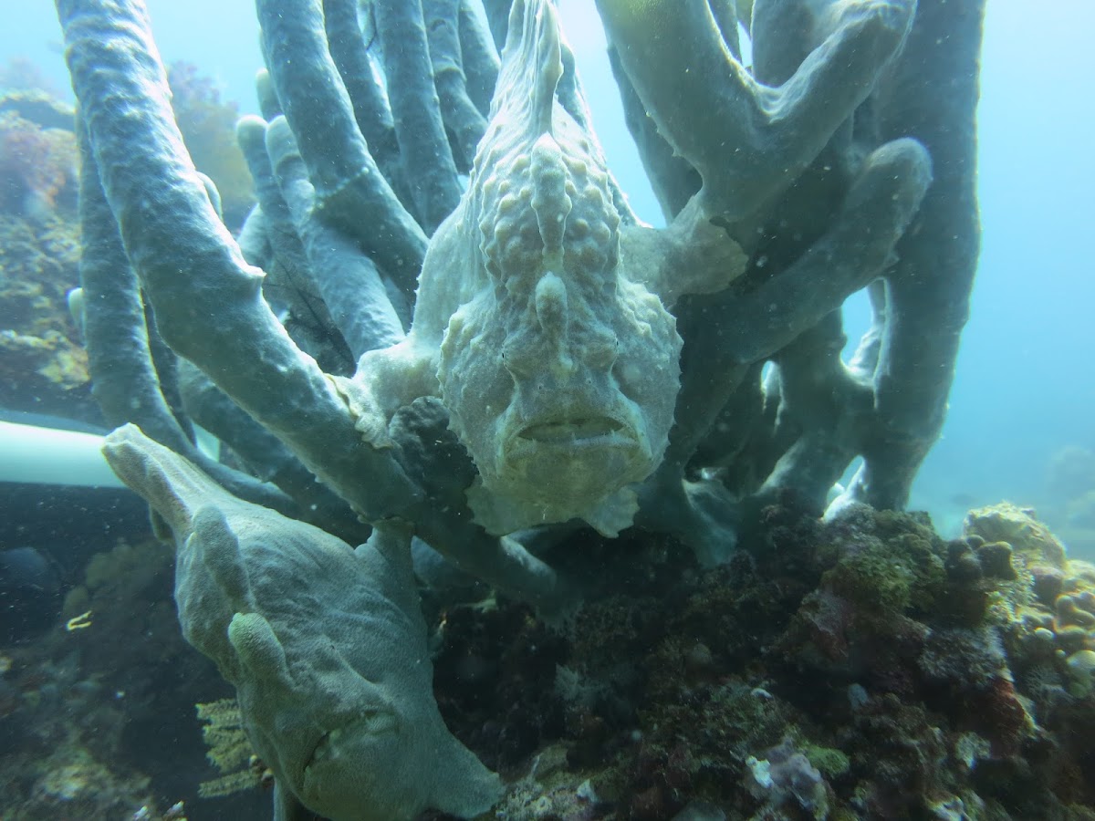 Giant Frogfish