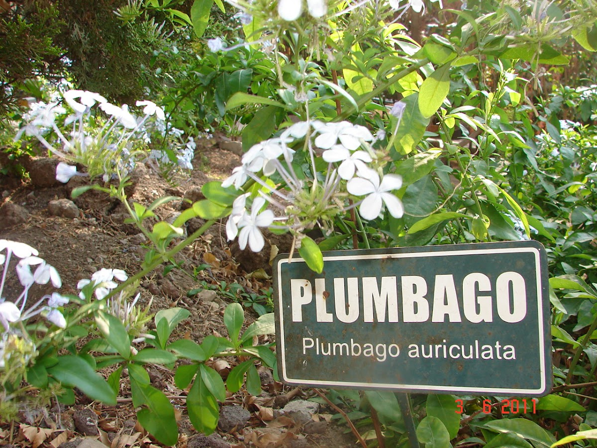 plumbago