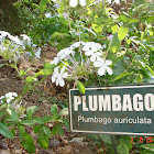 plumbago