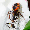Crab spider, araña cangrejo
