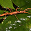 Stick Insect, Phasmid - Female