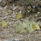 Lemon Emigrant