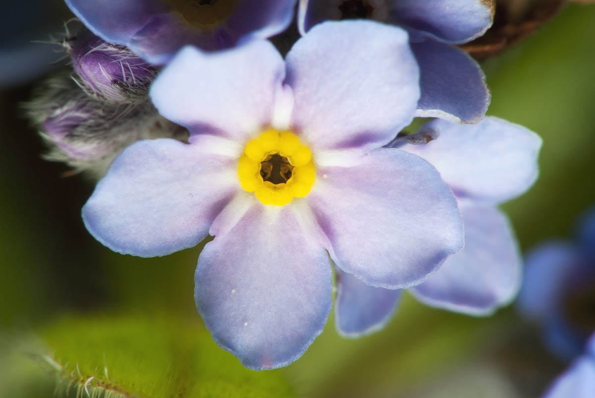 Forget-me-not Blosssom