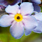 Forget-me-not Blosssom