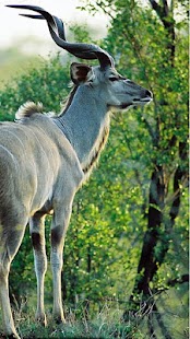 Wildlife Photo Safaris Screenshots 6